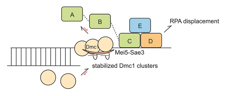 Mei5-Sae3 stabilizes Dmc1 nucleating clusters for efficient Dmc1 assembly on RPA-coated single-stranded DNA