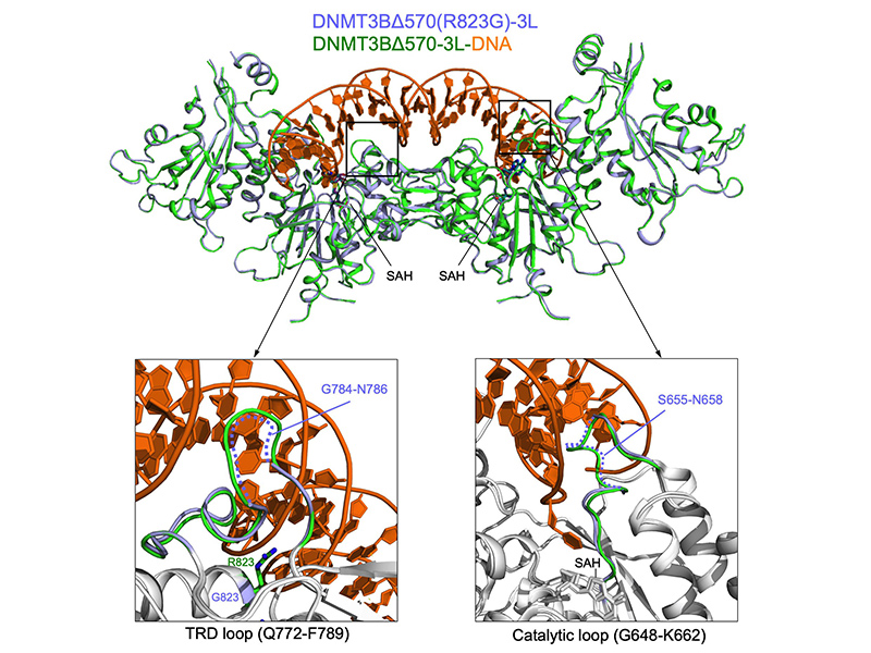 Molecular mechanisms for DNA methylation defects induced by ICF syndrome-linked mutations in DNMT3B