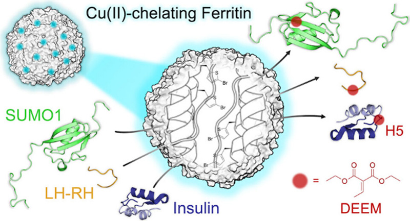 Site-Specific Histidine Aza-Michael Addition in Proteins Enabled by a Ferritin-Based Metalloenzyme