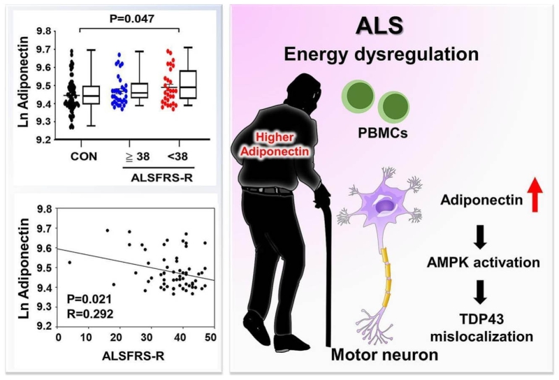 The role of adiponectin-AMPK axis in TDP-43 mislocalization and disease severity in ALS