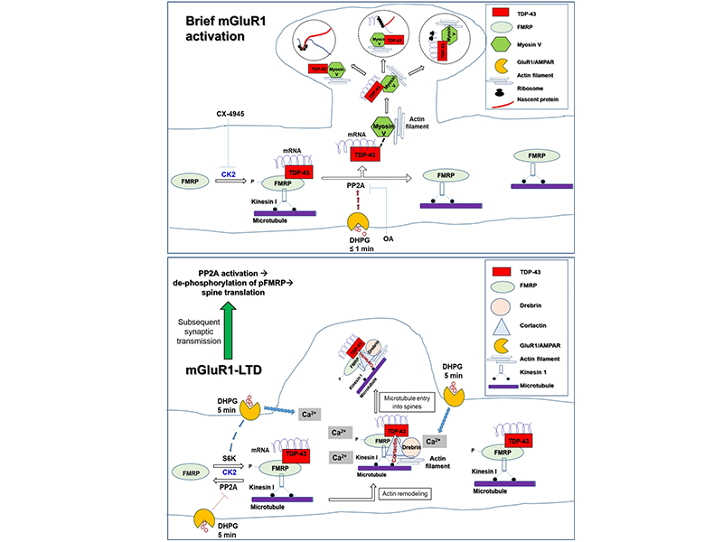 Molecular switch of the dendrite-to-spine transport of TDP-43/FMRP-bound neuronal mRNAs and its impairment in ASD