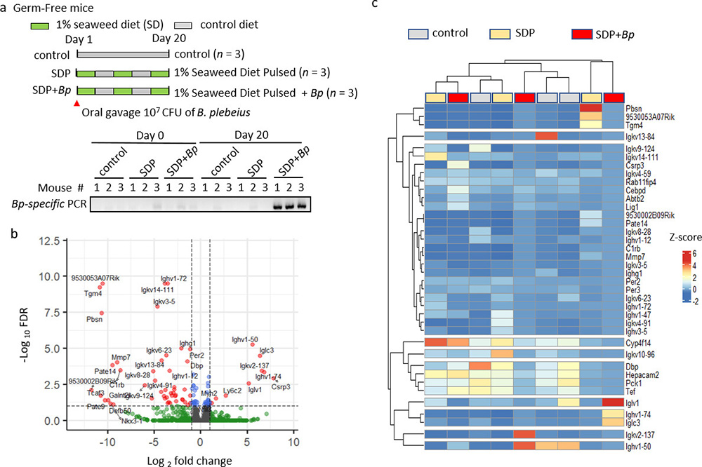 Gut colonization of Bacteroides plebeius suppresses colitis-associated colon cancer development