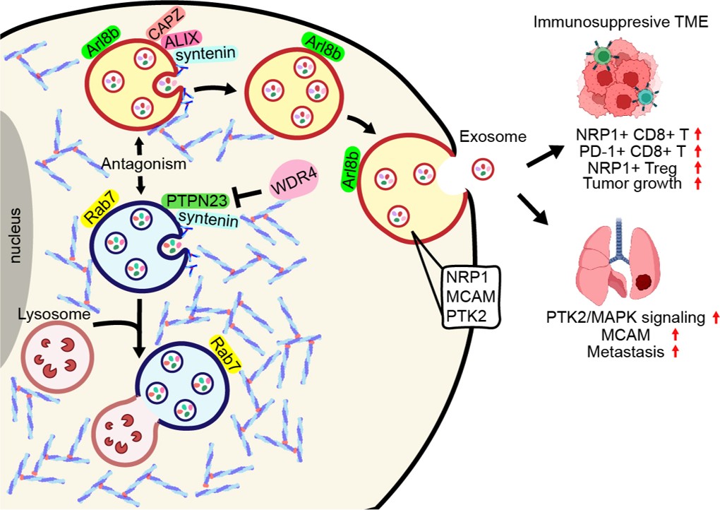 Uncovering the new mechanism of exosome formation – helping to understand cancer metastasis and immune evasion