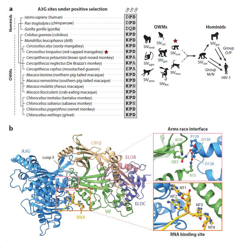 APOBEC3G Antagonism by Vif, or When Structure Meets Biological and Evolutionary Studies