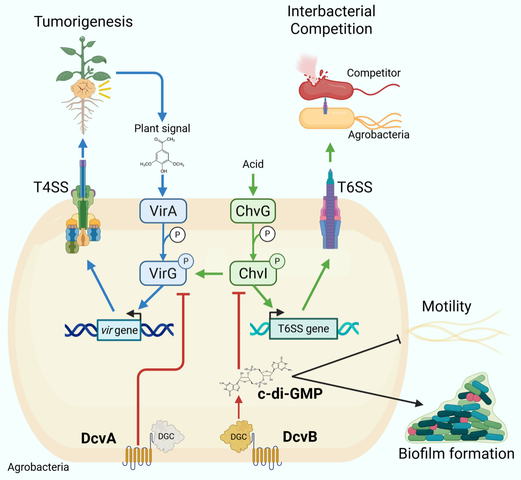 Agrobacteria Deploy Dual Regulatory Mechanisms in Modulating Virulence and Competition
