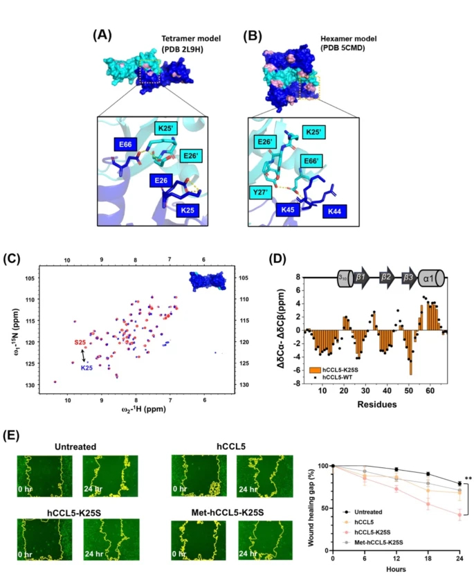 Filamentous chemokine CCL5 structure and the functional aspects