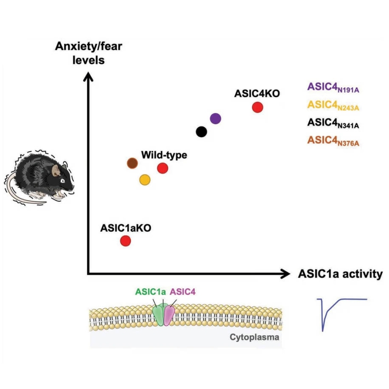 Lacking ASIC1a in ASIC4-positive amygdala/bed nucleus of the stria terminalis (BNST) neurons reduces anxiety and innate fear in mice