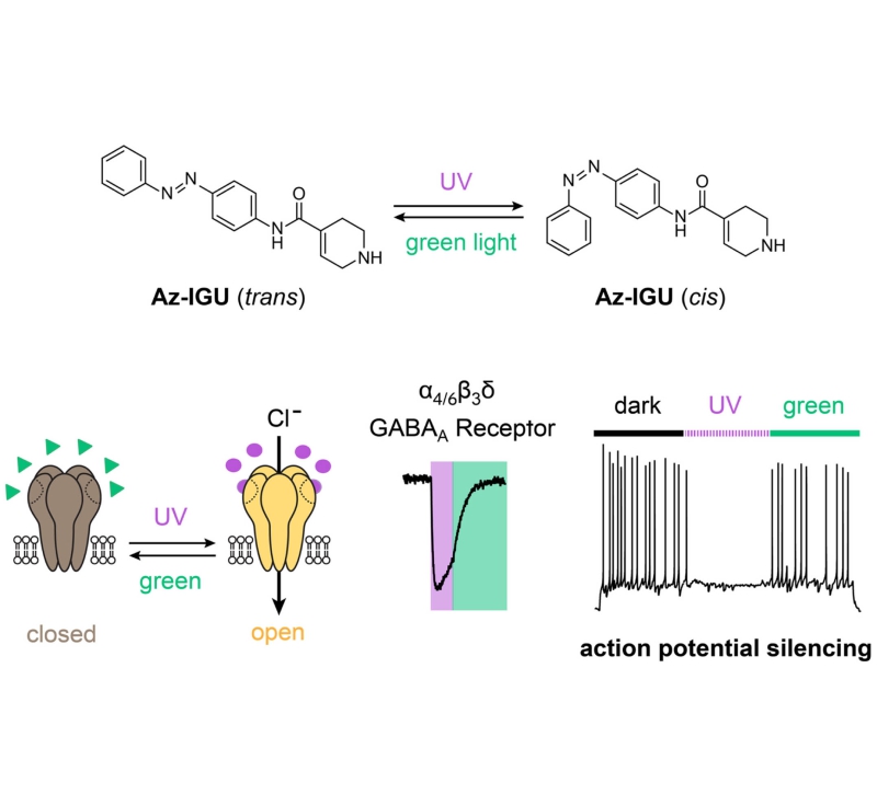 A subtype-selective photoswitchable agonist for precise manipulation of GABAA receptors