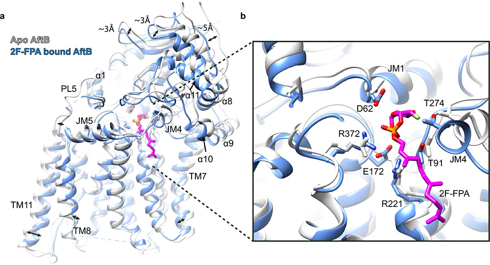 Structural insights into terminal arabinosylation of mycobacterial cell wall arabinan