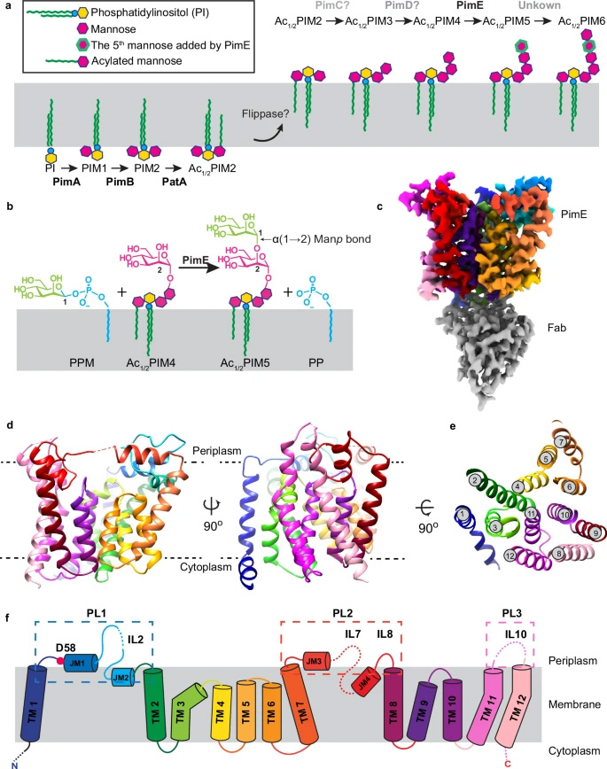 Uncommon N-Glycan Structures in Anhydrobiotic Tardigrades