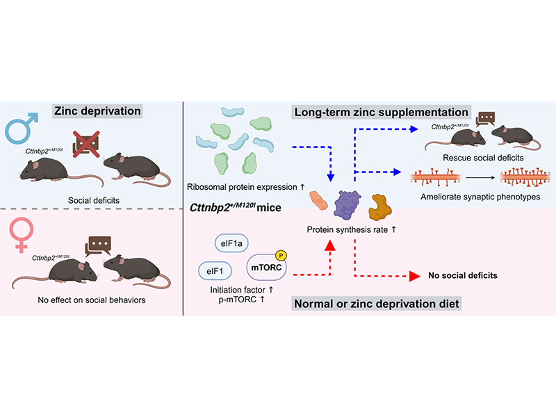 Sex-biased zinc responses modulate ribosomal protein expression, protein synthesis and social defects in Cttnbp2 mutant mice