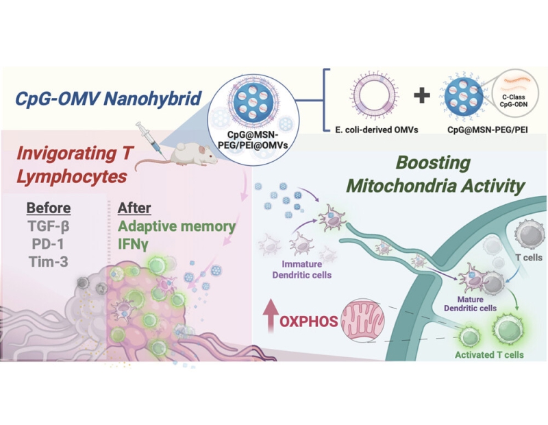 The Bacterial Outer Membrane Vesicle-Cloaked Immunostimulatory Nanoplatform Reinvigorates T Cell Function and Reprograms Tumor Immunity