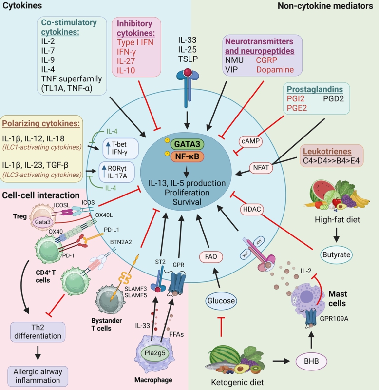 Decoding innate lymphoid cells and innate‑like lymphocytes in asthma: pathways to mechanisms and therapies