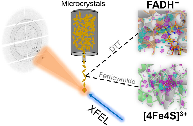 Redox-State-Dependent Structural Changes within a Prokaryotic 6-4 Photolyase