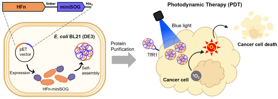 Ferritin Fused with MiniSOG for In Vitro Photodynamic Therapy