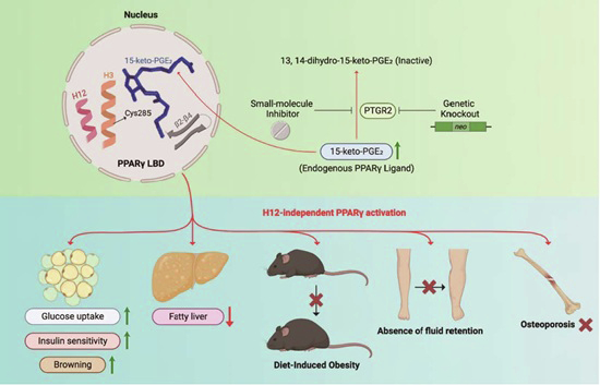 Identification of PTGR2 inhibitors as a new therapeutic strategy for diabetes and obesity