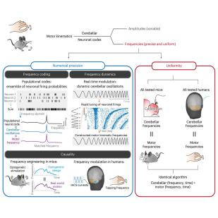 The cerebellum shapes motions by encoding motor frequencies with precision and cross-individual uniformity