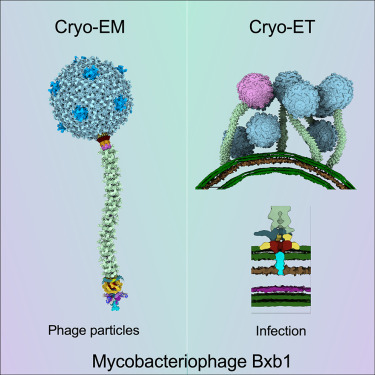 Structure and infection dynamics of mycobacteriophage Bxb1