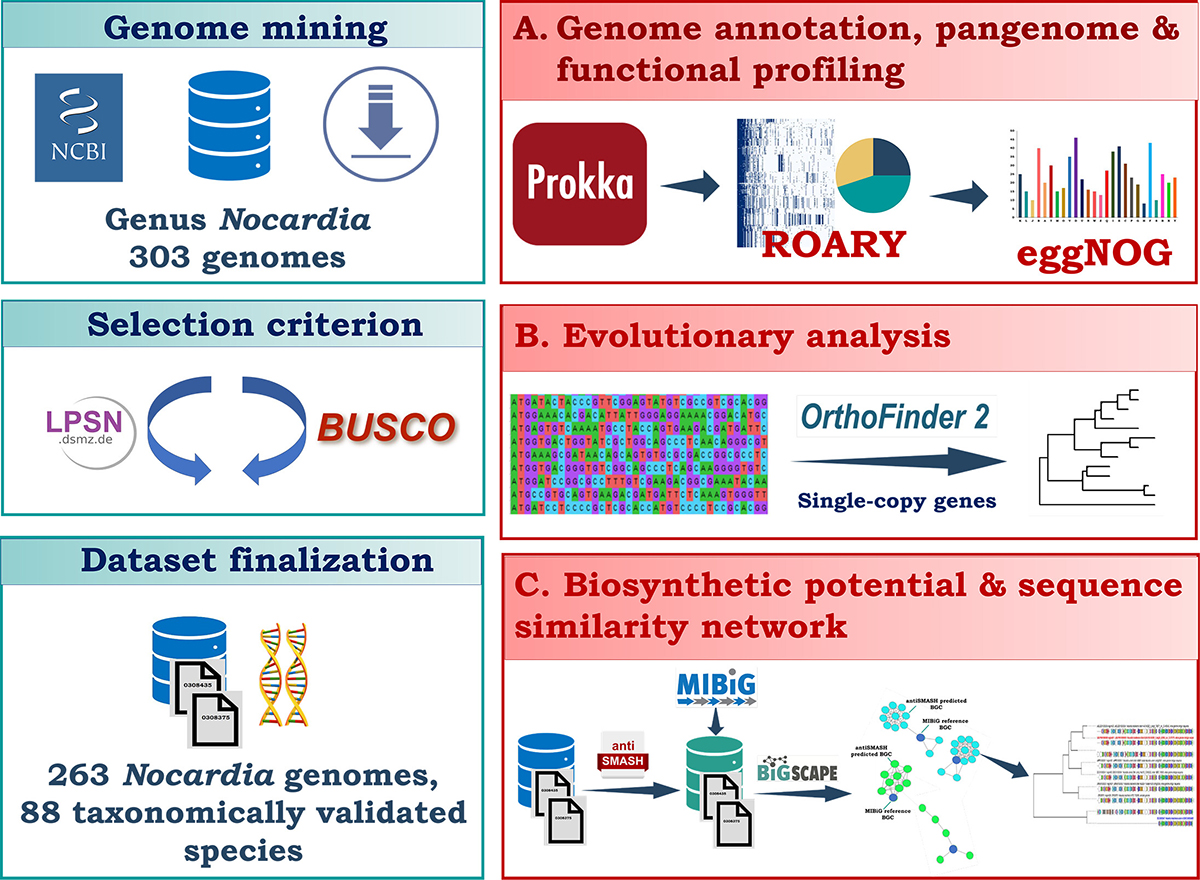 Nocardia genomes are a large reservoir of diverse gene content, biosynthetic gene clusters, and species-specific genes