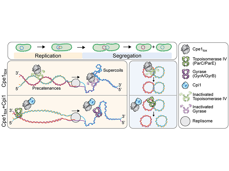 An interbacterial cysteine protease toxin inhibits cell growth by targeting type II DNA topoisomerases GyrB and ParE
