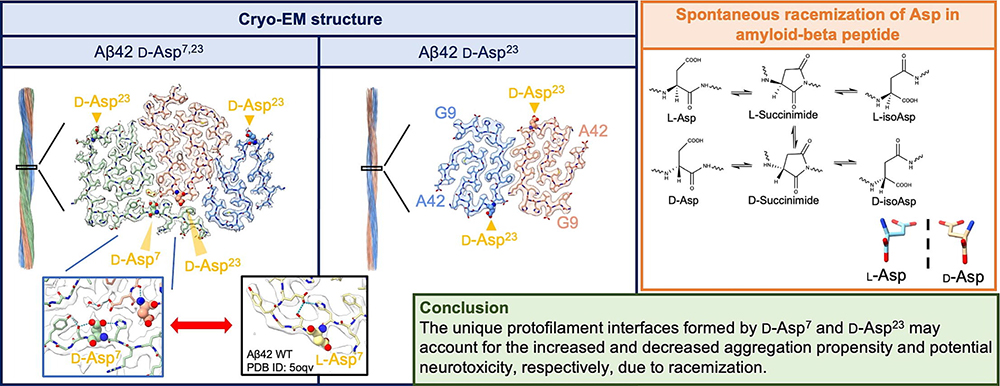 Impacts of D-aspartate on the aggregation kinetics and structural polymorphism of amyloid β peptide 1-42