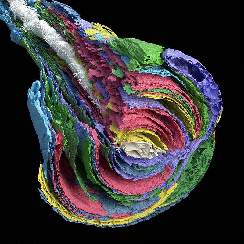 Lamellar Schwann cells in the Pacinian corpuscle potentiate vibration perception
