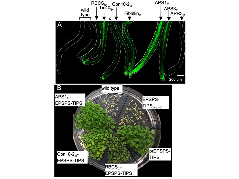High-efficiency leucoplast transit peptides for manipulating plastid protein production