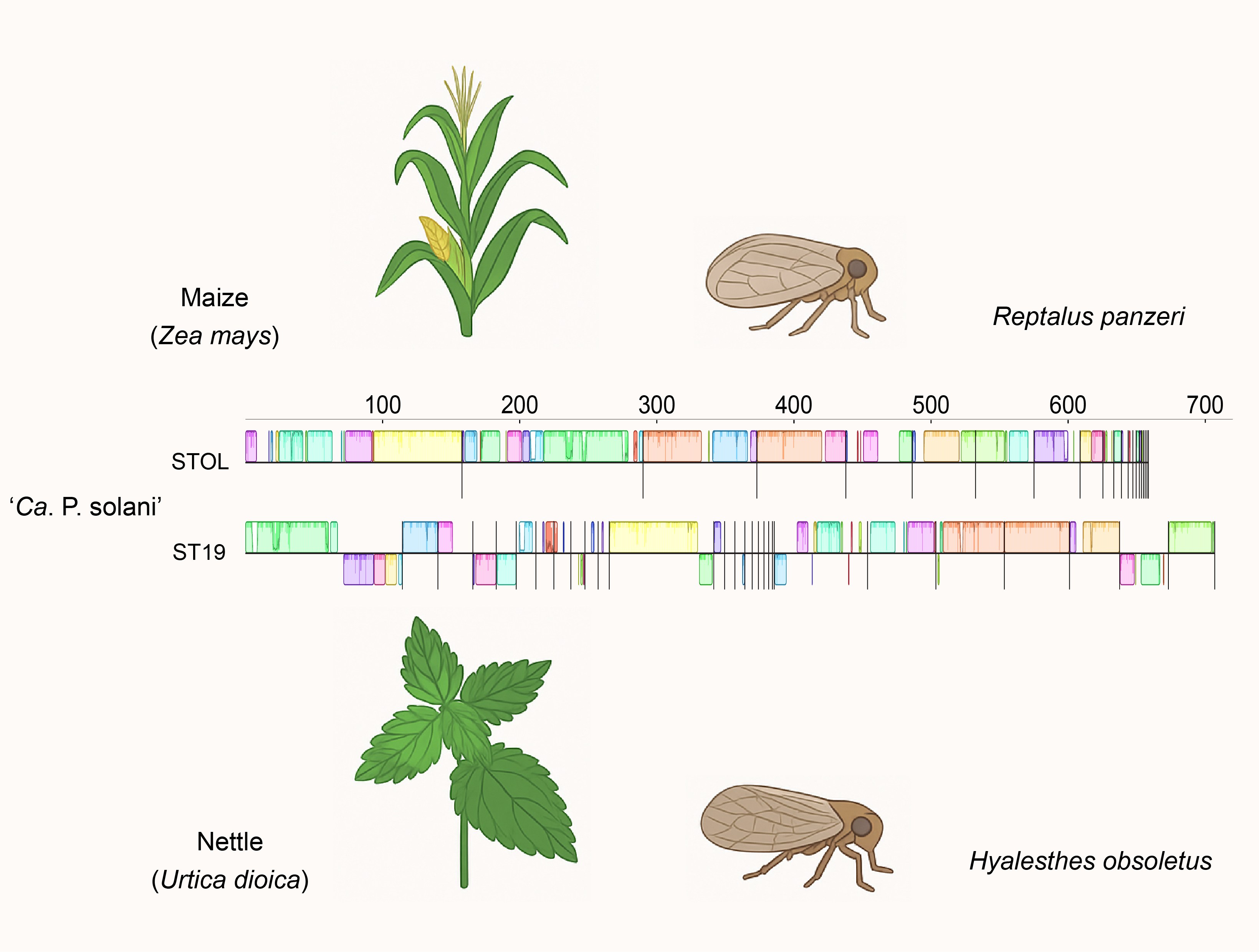 Comparative genomics of the plant-pathogenic bacterium ‘Candidatus Phytoplasma solani’