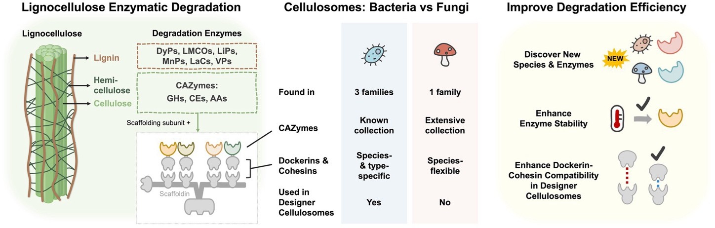 Lignocellulose degradation in bacteria and fungi: cellulosomes and industrial relevance