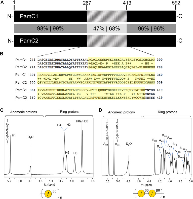 Identification and characterization of mono- and bifunctional galactan synthases in the pediatric pathogen Kingella kingae