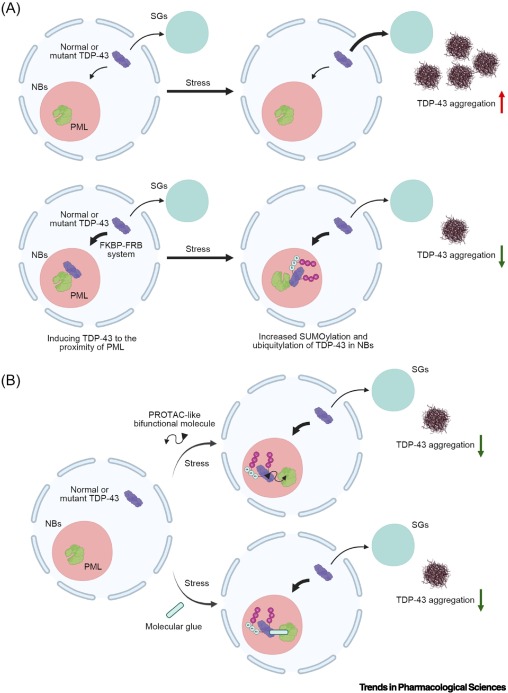 Limiting TDP-43 aggregation by induced recruitment to PML-NB