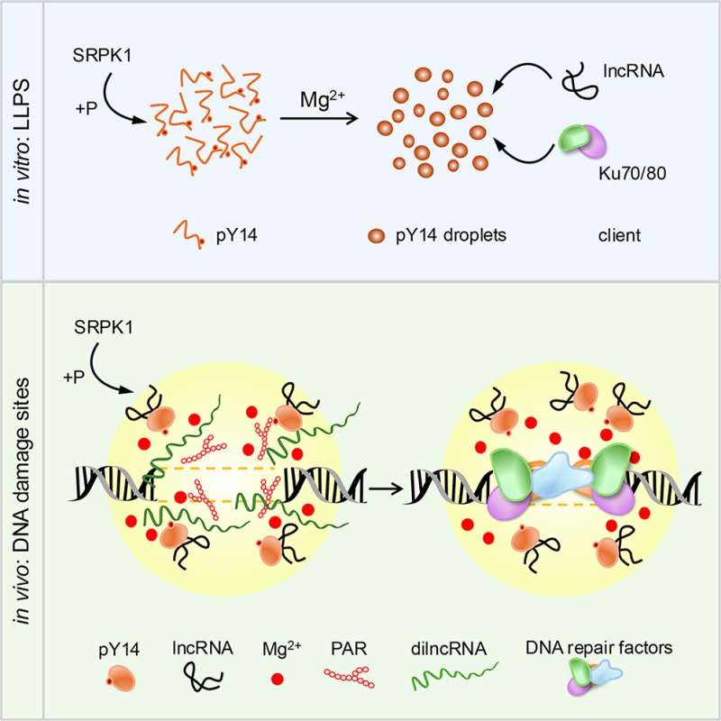 Phosphorylated Y14 condensates as a scaffold for DNA double strand break repair