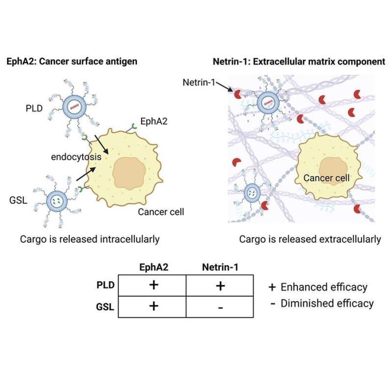 Antitumor efficacy achieved by targeting PEGylated nanomedicines to netrin-1 in the extracellular matrix or EphA2 on the cancer cell membrane
