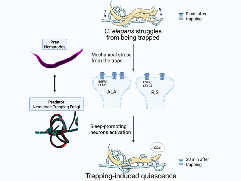 Predation by nematode-trapping fungus triggers mechanosensory-dependent quiescence in Caenorhabditis elegans