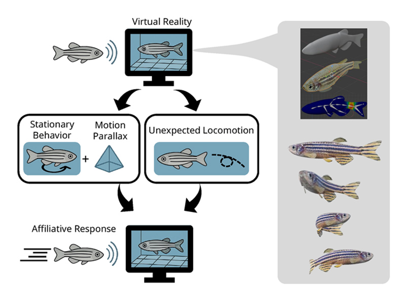 Integration of social and depth information during affiliative behavior in zebrafish