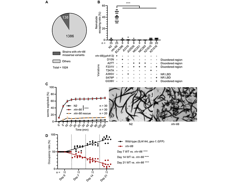 Cuticular collagens mediate cross-kingdom predator–prey interactions between trapping fungi and nematodes