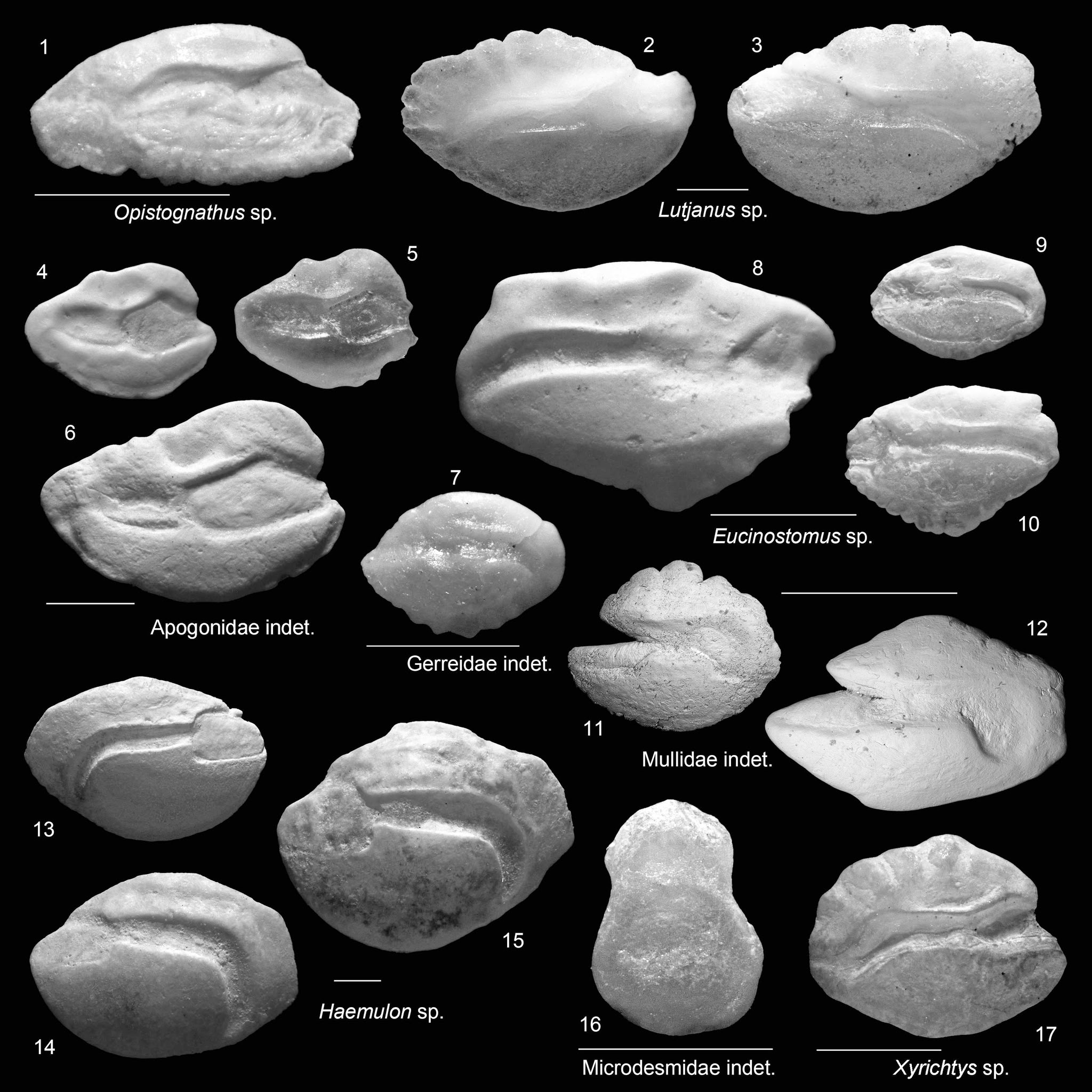 人類活動改變珊瑚礁生態—7000年前的化石記錄了加勒比海的魚類變遷史