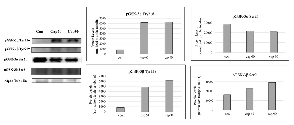 Lycium barbarum polysaccharides maintain mouse sperm capacitation via modulating posttranslational signals of GSK-3 phosphorylation