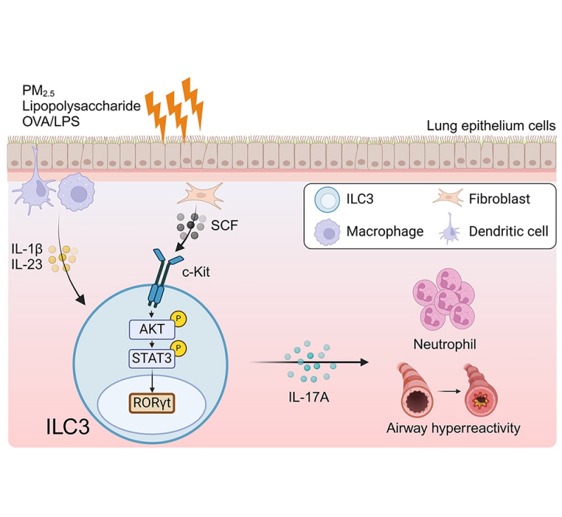Pulmonary fibroblast-derived stem cell factor promotes neutrophilic asthma by augmenting IL-17A production from ILC3s