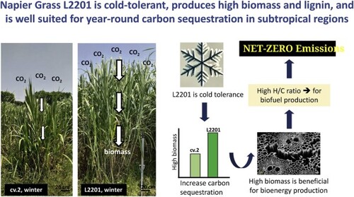 耐寒、高產的象草L2201：淨零碳排與綠能農業的關鍵品系