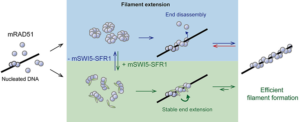 SWI5-SFR1 reduces RAD51 recombinase extending units during filament assembly