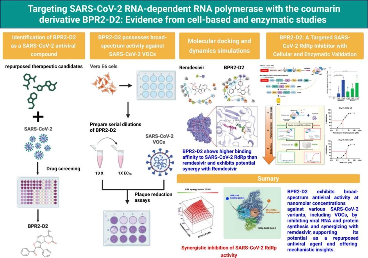 Targeting SARS-CoV-2 RNA-dependent RNA polymerase with the coumarin derivative BPR2-D2: Evidence from cell-based and enzymatic studies