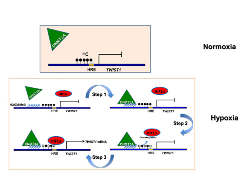 Hypoxia‑induced genome‑wide DNA demethylation by DNMT3A and EMT of cancer cells