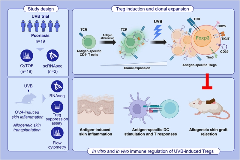 Narrowband Ultraviolet B Induces Peripheral Regulatory T Cells to Exert Antigen-Specific Immune Suppression