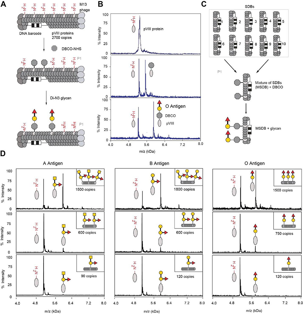 Evaluation of Multiplexed Liquid Glycan Array (LiGA) for Serological Detection of Glycanbinding Antibodies