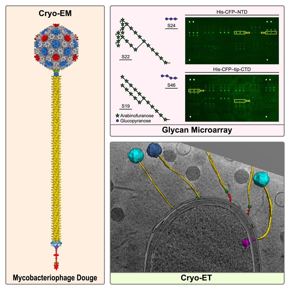 Cryo-EM and cryo-ET reveal the molecular architecture and host interactions of mycobacteriophage Douge