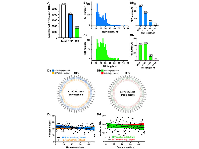 Comprehensive analysis of repetitive extragenic palindrome sequences identified in bacteria and archaea using a new web-based tool, RepRanger