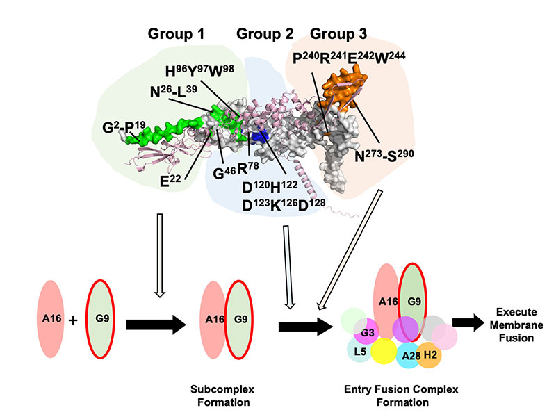 Structural Dissection of Vaccinia G9 Identifies Residues Essential for Membrane Fusion and Complex Assembly