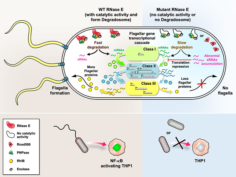 The RNA degradation enzyme RNase E is essential for early flagellar assembly in Escherichia coli