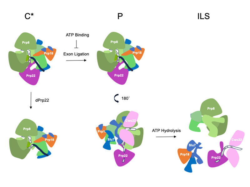New mechanistic insights into Prp22-mediated exon ligation and mRNA release